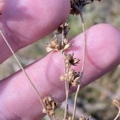 Juncus vaginatus at Paddys River, ACT - 5 Aug 2023 01:15 PM