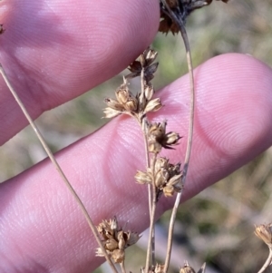 Juncus vaginatus at Paddys River, ACT - 5 Aug 2023