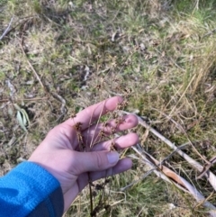 Juncus vaginatus at Paddys River, ACT - 5 Aug 2023