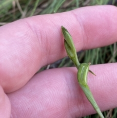 Bunochilus montanus (ACT) = Pterostylis jonesii (NSW) (Montane Leafy Greenhood) at Paddys River, ACT - 5 Aug 2023 by Tapirlord