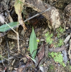 Chiloglottis reflexa (Short-clubbed Wasp Orchid) at Tidbinbilla Nature Reserve - 5 Aug 2023 by Tapirlord