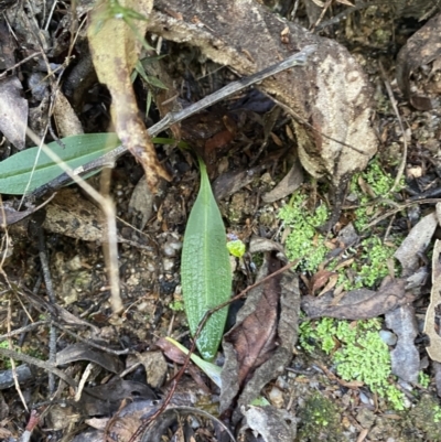 Chiloglottis reflexa (Short-clubbed Wasp Orchid) at Tidbinbilla Nature Reserve - 5 Aug 2023 by Tapirlord