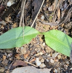 Chiloglottis reflexa at Paddys River, ACT - suppressed