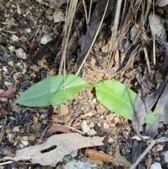 Chiloglottis reflexa at Paddys River, ACT - suppressed