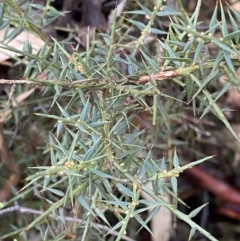 Daviesia ulicifolia subsp. ruscifolia (Broad-leaved Gorse Bitter Pea) at Paddys River, ACT - 5 Aug 2023 by Tapirlord