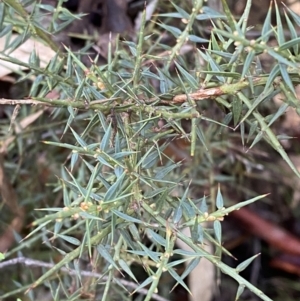 Daviesia ulicifolia subsp. ruscifolia at Paddys River, ACT - 5 Aug 2023