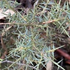 Daviesia ulicifolia subsp. ruscifolia at Paddys River, ACT - 5 Aug 2023 01:03 PM