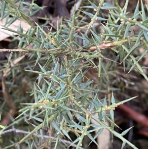 Daviesia ulicifolia subsp. ruscifolia at Paddys River, ACT - 5 Aug 2023