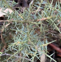 Daviesia ulicifolia subsp. ruscifolia at Paddys River, ACT - 5 Aug 2023