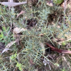 Daviesia ulicifolia subsp. ruscifolia at Paddys River, ACT - 5 Aug 2023