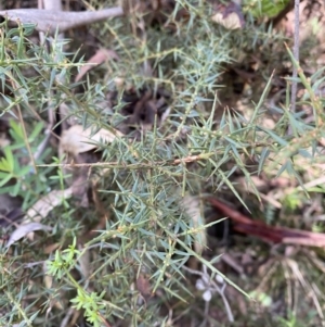 Daviesia ulicifolia subsp. ruscifolia at Paddys River, ACT - 5 Aug 2023 01:03 PM