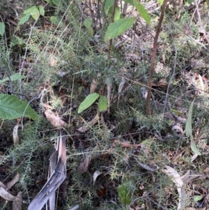 Daviesia ulicifolia subsp. ruscifolia at Paddys River, ACT - 5 Aug 2023 01:03 PM