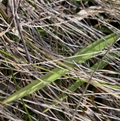 Stylidium armeria subsp. armeria at Paddys River, ACT - 5 Aug 2023