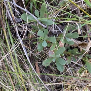 Hibbertia obtusifolia at Paddys River, ACT - 5 Aug 2023