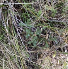 Hibbertia obtusifolia at Paddys River, ACT - 5 Aug 2023