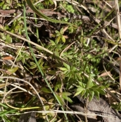 Styphelia nesophila (Sharp Beard-heath) at Paddys River, ACT - 5 Aug 2023 by Tapirlord