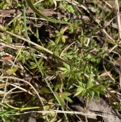 Leucopogon fraseri (Sharp Beard-heath) at Paddys River, ACT - 5 Aug 2023 by Tapirlord