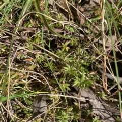 Leucopogon fraseri at Paddys River, ACT - 5 Aug 2023