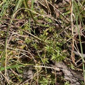 Styphelia nesophila at Paddys River, ACT - 5 Aug 2023