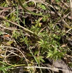 Styphelia nesophila at Paddys River, ACT - 5 Aug 2023