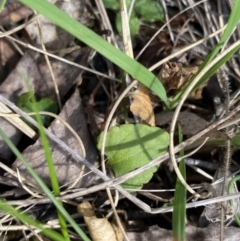 Viola betonicifolia (Mountain Violet) at Tidbinbilla Nature Reserve - 5 Aug 2023 by Tapirlord