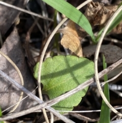 Viola betonicifolia at Paddys River, ACT - 5 Aug 2023