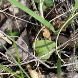 Viola betonicifolia at Paddys River, ACT - 5 Aug 2023