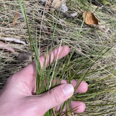 Lomandra filiformis subsp. filiformis (Wattle Matrush) at Paddys River, ACT - 5 Aug 2023 by Tapirlord