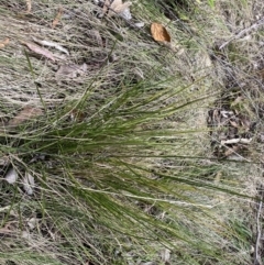 Lomandra filiformis subsp. filiformis at Paddys River, ACT - 5 Aug 2023