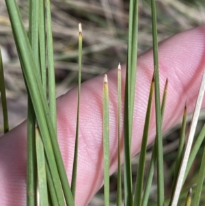 Lomandra filiformis subsp. filiformis at Paddys River, ACT - 5 Aug 2023