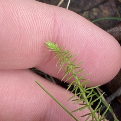 Asperula scoparia (Prickly Woodruff) at Paddys River, ACT - 5 Aug 2023 by Tapirlord