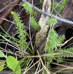 Asperula scoparia at Paddys River, ACT - 5 Aug 2023