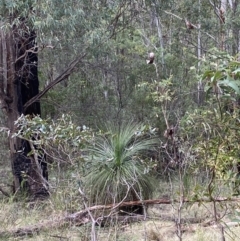 Xanthorrhoea glauca subsp. angustifolia (Grey Grass-tree) at Tidbinbilla Nature Reserve - 5 Aug 2023 by Tapirlord