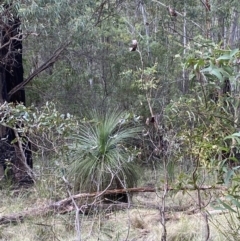 Xanthorrhoea glauca subsp. angustifolia at Paddys River, ACT - suppressed