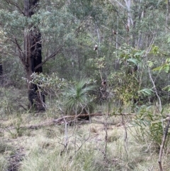 Xanthorrhoea glauca subsp. angustifolia at Paddys River, ACT - suppressed