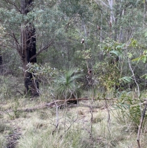 Xanthorrhoea glauca subsp. angustifolia at Paddys River, ACT - 5 Aug 2023