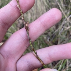 Lepidosperma laterale (Variable Sword Sedge) at Tidbinbilla Nature Reserve - 5 Aug 2023 by Tapirlord