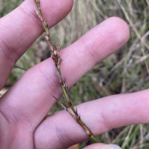 Lepidosperma laterale at Paddys River, ACT - 5 Aug 2023