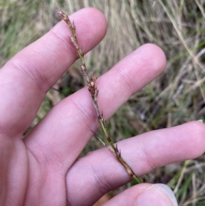 Lepidosperma laterale at Paddys River, ACT - 5 Aug 2023