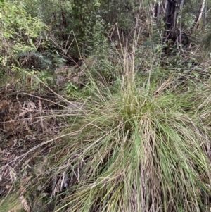 Poa helmsii at Paddys River, ACT - 5 Aug 2023