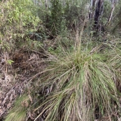 Poa helmsii at Paddys River, ACT - 5 Aug 2023