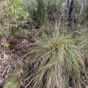 Poa helmsii at Paddys River, ACT - 5 Aug 2023