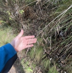 Poa helmsii at Paddys River, ACT - 5 Aug 2023