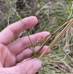 Comesperma volubile (Love Creeper) at Paddys River, ACT - 5 Aug 2023 by Tapirlord