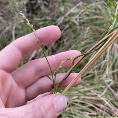 Comesperma volubile (Love Creeper) at Paddys River, ACT - 5 Aug 2023 by Tapirlord