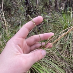 Comesperma volubile at Paddys River, ACT - 5 Aug 2023 12:56 PM