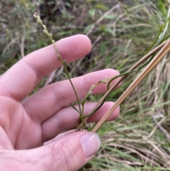 Comesperma volubile at Paddys River, ACT - 5 Aug 2023 12:56 PM