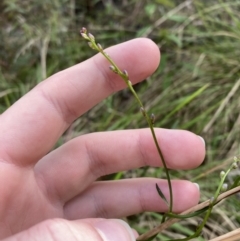 Comesperma volubile at Paddys River, ACT - 5 Aug 2023 12:56 PM