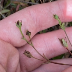 Hypericum gramineum (Small St Johns Wort) at Tidbinbilla Nature Reserve - 5 Aug 2023 by Tapirlord