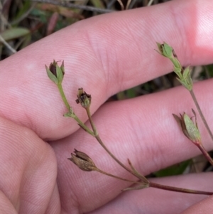 Hypericum gramineum at Paddys River, ACT - 5 Aug 2023